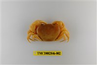 藏品(邱氏澤蟹)的圖片